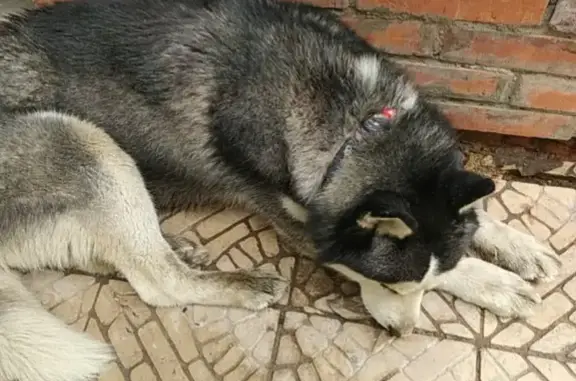 Собака найдена на ул. Танкистов, Новосибирск