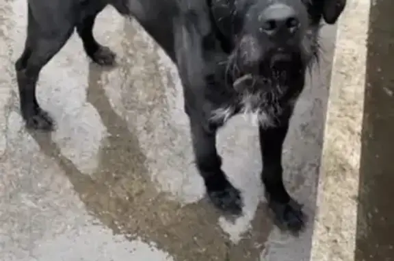 Собака породы дратхаар найдена на Боровицкой улице, Москва