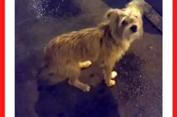 Найдена собака на ул. Маршала Савицкого, 30