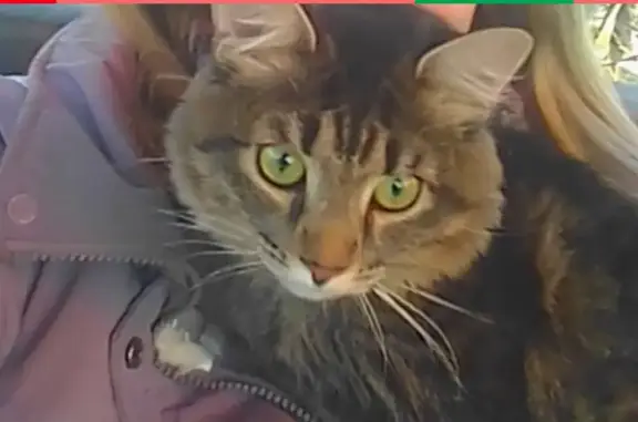 Кошки потеряшки, Ярославль, фото: Потеряшка кошка в Ярославле