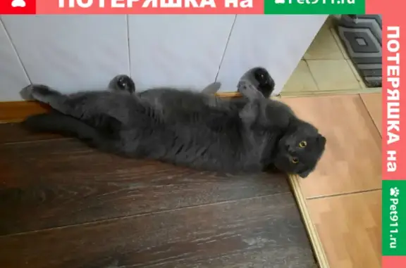 Пропал кот на улице Чернешевского 100-120