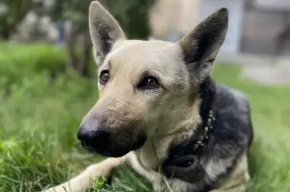 Найдена собака без зубов в ЖК ЛЮБИМЫЙ ДОМ на Московской, 133 к3