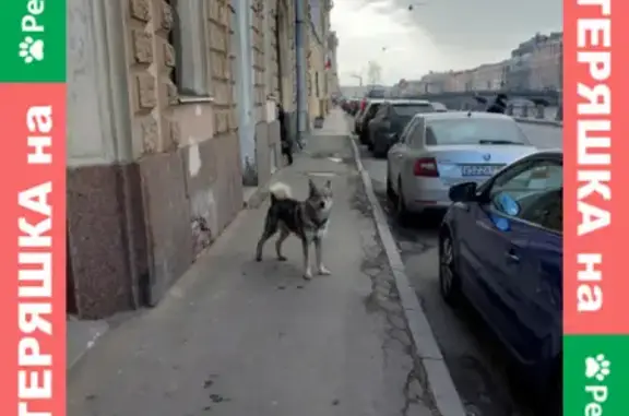 Собака Лайка найдена на набережной Фонтанки, 116