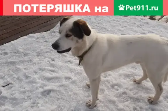 Собака на Сестрорецком болоте с ошейником и проблемами со зрением.