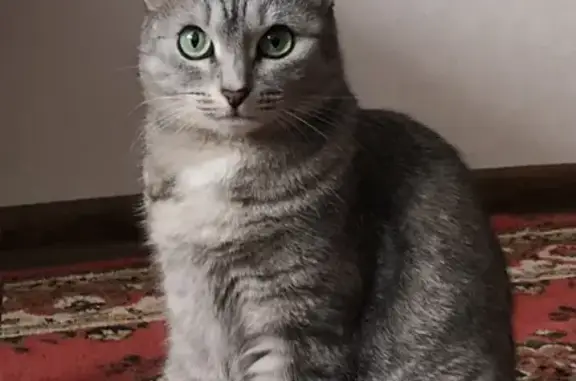 Потерянные животные Набережные Челны, фото: Пропала серая кошка на проспекте Чулман (дом 48/11)