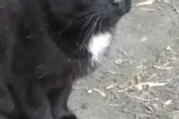 Пропала кошка в Йошкар-Оле на 2-м Фестивальном проезде, 3
