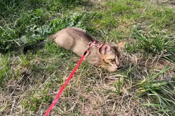 Кошки потеряшки, Санкт-Петербург, фото: Потеряшка кошка в Кузьмолово, Санкт-Петербург