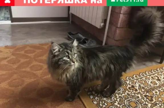 Пропала кошка Тёма на Подъячевской улице