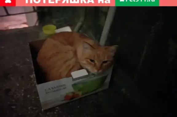 Найдена кошка в Уфе