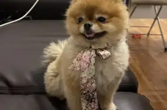 Собаки потеряшки, Санкт-Петербург, фото: Потеряшка собака Мини шпиц на Дворцовой площади