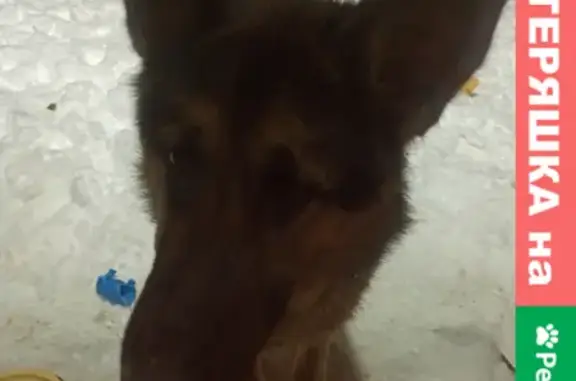 Пропала собака на Байдарской, Кострома