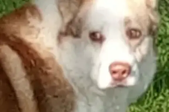 Пропала собака на Солнечной улице, Рефтинский, отловлен, но исчез.