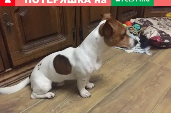 Собака джек расл найдена на Заповедной улице, 15 в Москве
