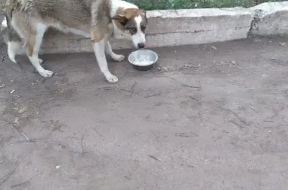Пропала собака на улице Богдана Хмельницкого, Ишимбай
