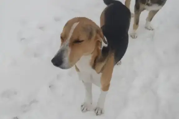 Найдены 2 охотничьи собаки в Пьянково, Свердловская область
