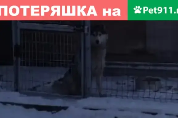 Собаки потеряшки, Томск, фото: Потеряшка собака Девочка в Томске