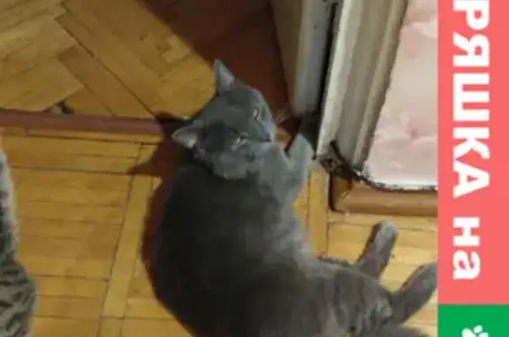 Кошки потеряшки, Москва, фото: Потеряшка кошка, видели в районе 8 подъезда д. 21-1, Маршала Катукова.