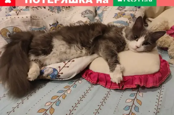 Пропала кошка Клякса, ул. Фрунзе, 92, Таганрог