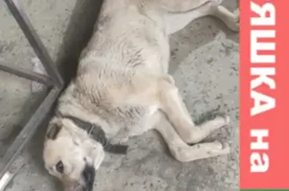 Найдена домашняя собака на 39-й линии в Ростове