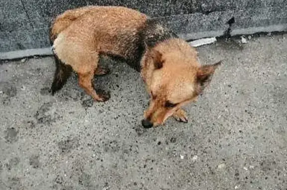 Найден здоровый пес с ошейником на Островского 98