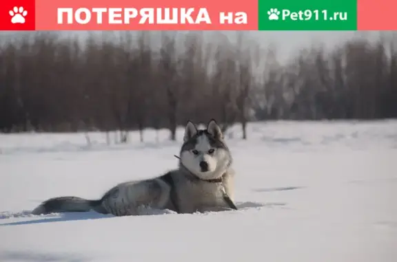 Пропала собака Хаски на ул. Пояркова, Якутск