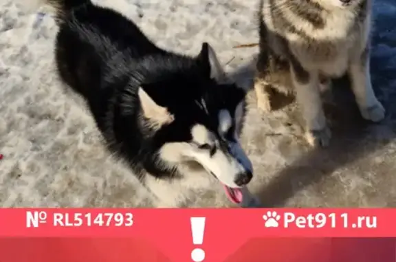 Собаки потеряшки, Санкт-Петербург, фото: Потеряшка собака порода ХАСКИ на Ново-Нарвском шоссе, 8А