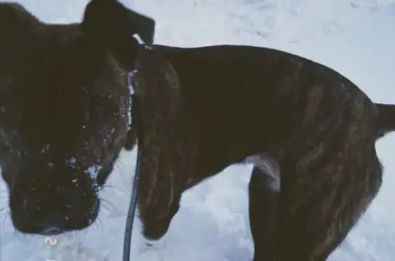 Пропала собака Тера на Луговой улице, деревня Камыш, Казань.