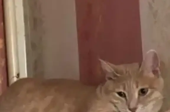 Пропала кошка Персик в Васильево, Зеленодольский район