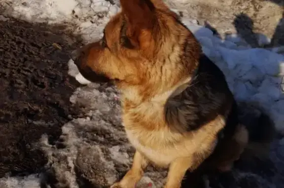 Найдена собака на ул. Л. Мариупольская-Шатурская, возраст 4-5 лет.