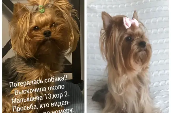 Пропала Собачка Йорк на улице Малышева, 13, Москва