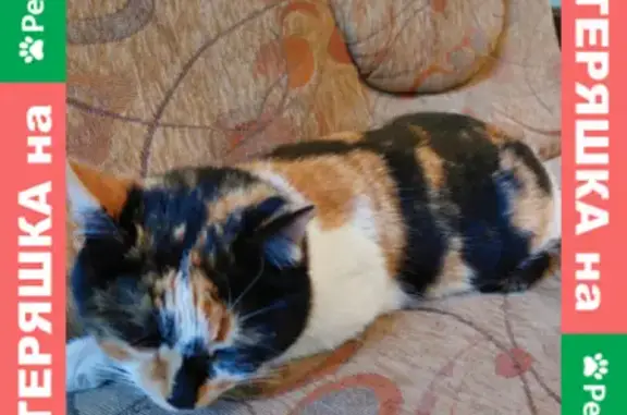 Пропала кошка на Станичной, найдена на 17