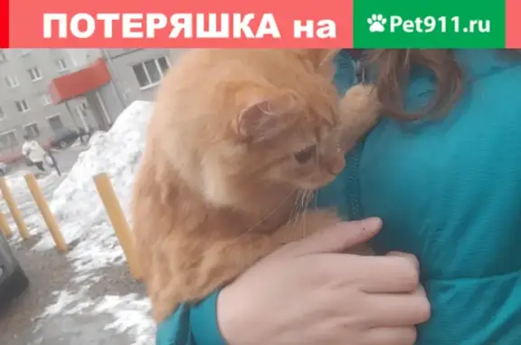 Найден котик возле общаг на Партизанске