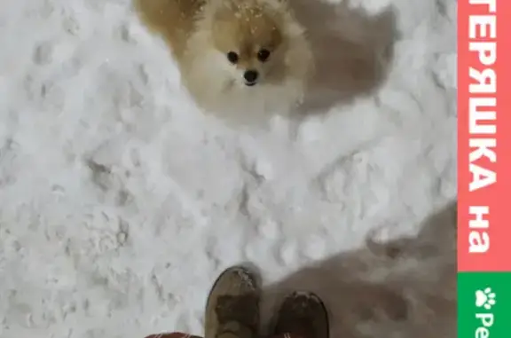 Собаки потеряшки, Санкт-Петербург, фото: Потеряшка собака Плюша на Фермском шоссе, СПб