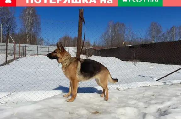 Пропала собака Белка в Новодугинском поселении