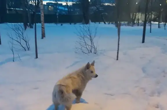 Собака найдена на Малой Красносельской, Москва