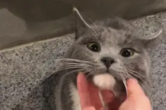 Ухоженный котик найден у метро Кропоткинская