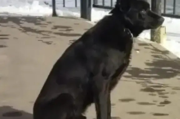 Найдена собака с ошейником в Люберцах