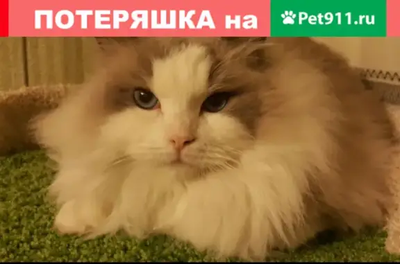 Пропал кот на улице Урицкого, 6, Хабаровск