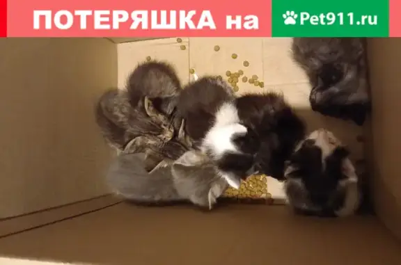 Кошка и семь котят нуждаются в помощи на ул. Глеба Успенского, Нижний Новгород