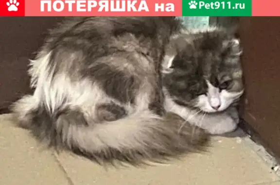 Кошка на Введенского, 27 к2, Москва