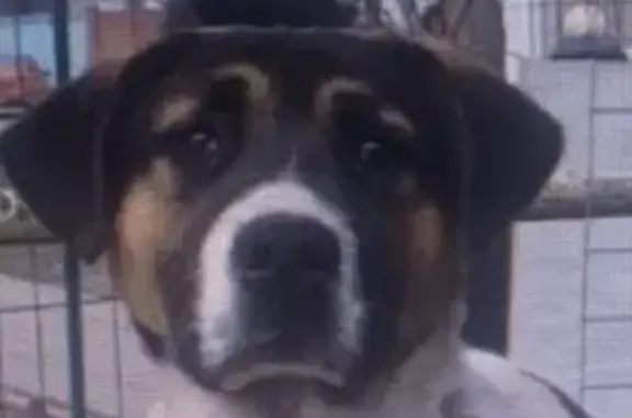 Пропала собака в Химках: добродушный щенок с темной головой и белой шеей.