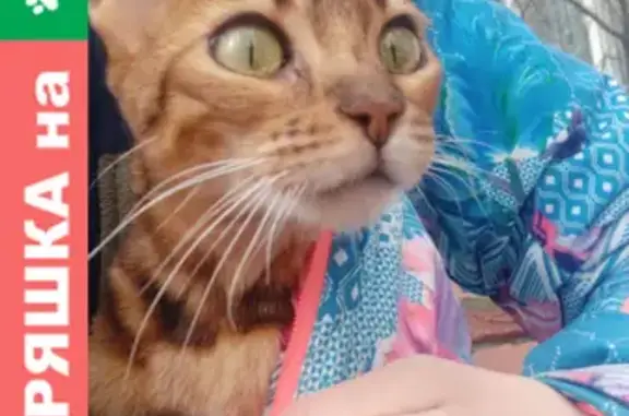 Пропала кошка на улице Братская, метро Перово