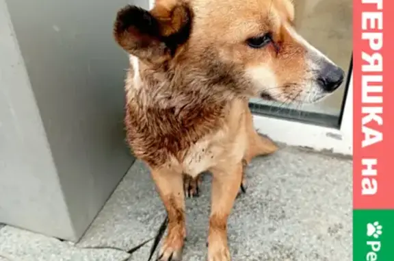 Найдена собака на ул. Весенняя возле аптеки
