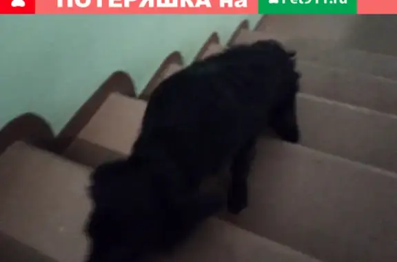 Найдена собака на Советской, Иркутск