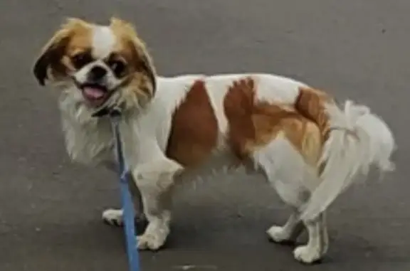 Пропала собака Японский хин в Орле, Южный переулок, 18