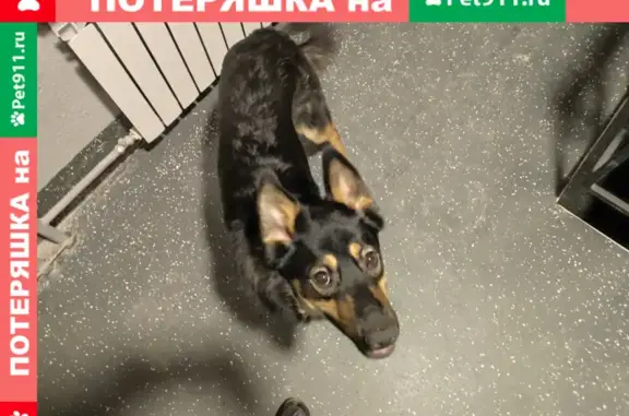 Найдена собака на ул. Шкапина, 24б СПб