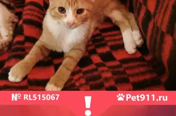 Кошки потеряшки, Санкт-Петербург, фото: Потеряшка кот на ул. Партизана Германа, 9 корп. 3 парадная 1 в СПб.