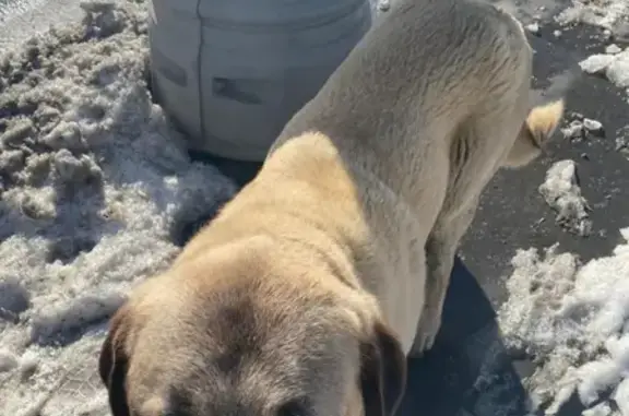 Найдена собака на Карамышевской набережной