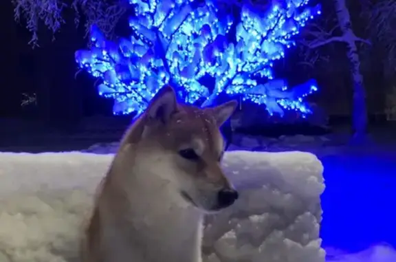 Собаки потеряшки, Нижний Новгород, фото: Потеряшка собака в Горяднихе - Сиба-ину по кличке Таро