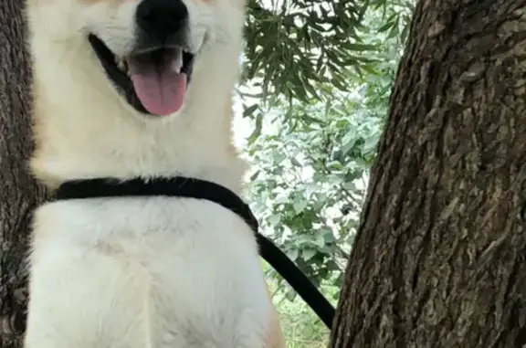 Собаки потеряшки, Нижний Новгород, фото: Потеряшка собака Таро в Горяднихе